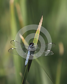 Male spangled skimmer dragonfly at rest