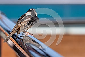 Male Spanish Sparrow, passer hispaniolensis, perched on metal railings, Fuerteventura, Canary Islands