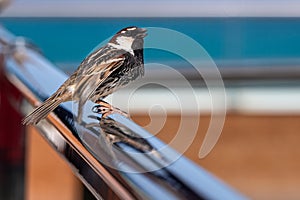 Male Spanish Sparrow, passer hispaniolensis, perched on metal railings, Fuerteventura, Canary Islands