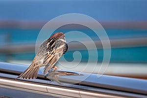 Male Spanish Sparrow, passer hispaniolensis, perched on metal railings, Fuerteventura, Canary Islands