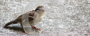 Male Sparrow -beak open