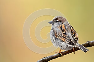 Male sparrow on a branch closeup - feather details and blurry background