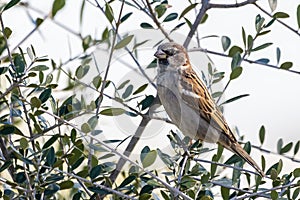 A male Sparrow or gorrion passer domesticus perched on a olive branch photo