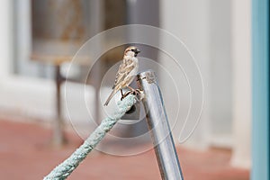 Male sparrow Passer domesticus perched on rope and padlock in the marina of Guardamar del Segura