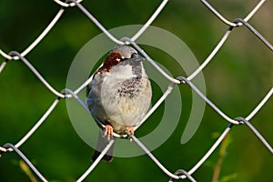 Male sparrow perching on a chain-link wire fence