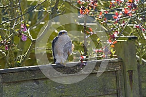 Male Sparrowhawk Accipiter nisus perched on a fence