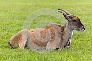 Common Eland Antelope