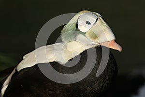 A male Spectacled Eider, Somateria fischeri, standing on the bank at the edge of water at Arundel wetland wildlife reserve.