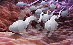 Male sperm cells