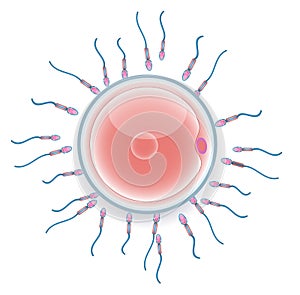 Male sperm fertilize female egg photo