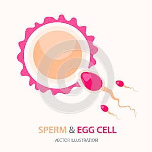 Male sperm fertilize female egg, Fertilization and ovulation concept. Vector illustration isolated on white background