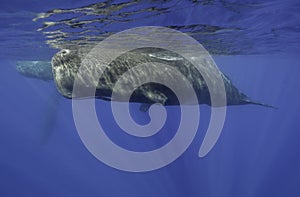 Male Sperm Whale photo
