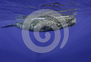 Samec spermie veľryba 