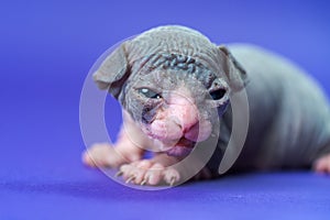 Male Sphynx Hairless Cat of blue and white two weeks old lies on blue background and looks at camera