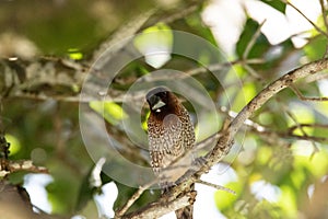 Male Spice Finch bird Lonchura punctulate