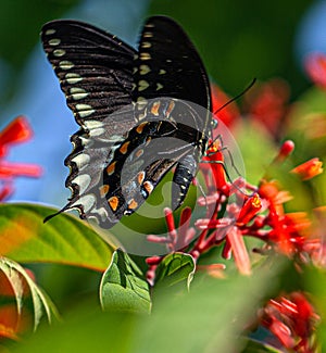Male Spicebush Swallowtail Enjoying Nectar at Firebush in Seminole, Florida #2