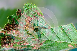 The male spider of the dolomedes fimbriatus sits on the damaged leaf