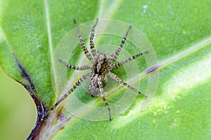 Male spider-wolf waits for its prey on a leaf of grass