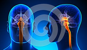 Male Spinal Cord Brain Anatomy - blue concept