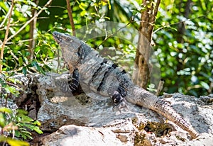 Male spiny-tailed Iguana Ctenosaura similis