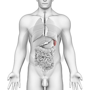 Male spleen and abdominal organs