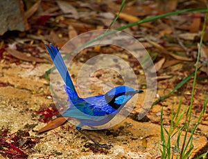 Male Splendid Fairy Wren photo