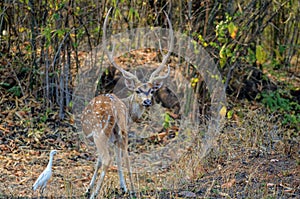 A male Spotted Chital Deer looking at camera