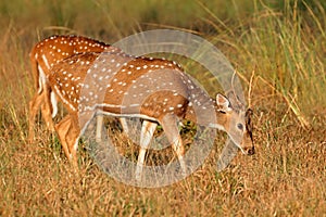 Male spotted deer