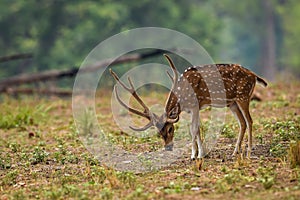 Male spotted deer or chital with long and big antlers in wild and natural scenic colorful background in winter season at kanha
