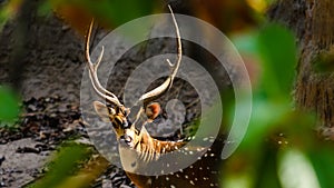 Male Spotted deer - frame