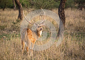 Male spotted deer in ranthambore