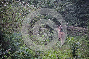 Male spotted Deer stag in a forest