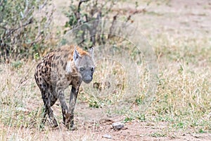 Male spotted hyaena walking