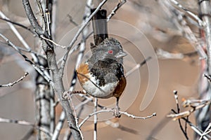 Male Spotted Towhee