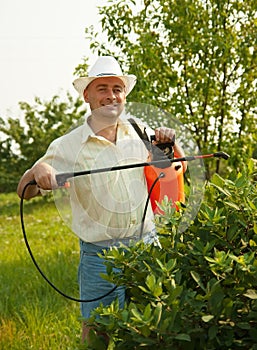 Male spraying tree branches