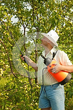Male spraying tree branches