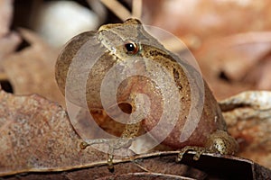 Male Spring Peeper Calling