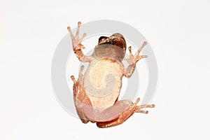 Male Spring Peeper (Pseudacris crucifer)