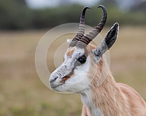 Male Springbok antelope in South Africa