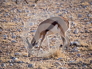 Male springbok feeding in rocky terrain at Palmwag Concession of Damaraland, Namibia, Southern Africa