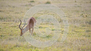 A male springbok with large horns aggressively grazes in a field