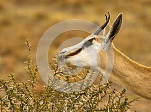 Male springbuck/ springbok grazing