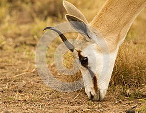 Male springbuck/ springbok grazing