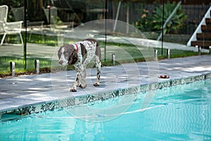 Male Springer Spaniel dog standing near backyard pool