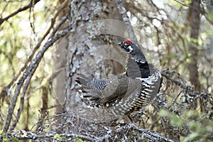 Male spruce grouse