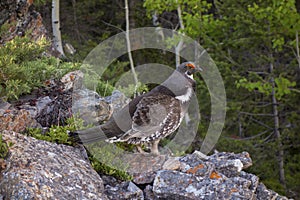 Male Spruce Grouse Bird Springtime Mating Rituals Alberta Foothills