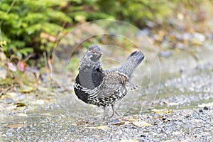 Male Spruce Grouse eye contact