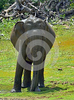Male of Sri Lankan elephant Elephas maximus maximus.