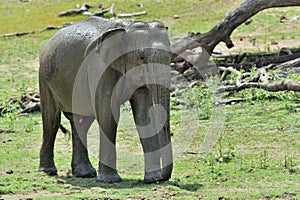 The Male of Sri Lankan elephant Elephas maximus maximus.