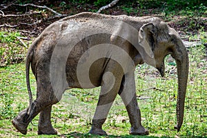 Male of Sri Lankan elephant Elephas maximus maximus